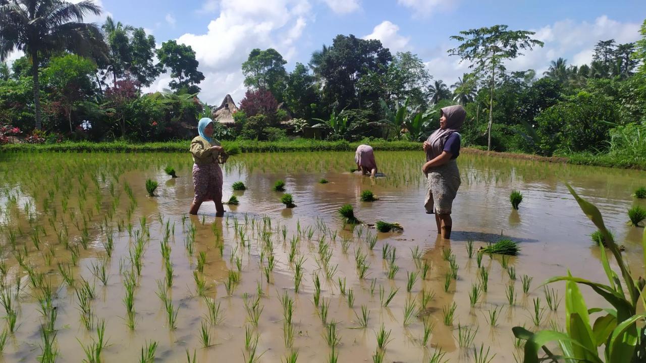 Jaya Homestay Tetebatu Bagian luar foto
