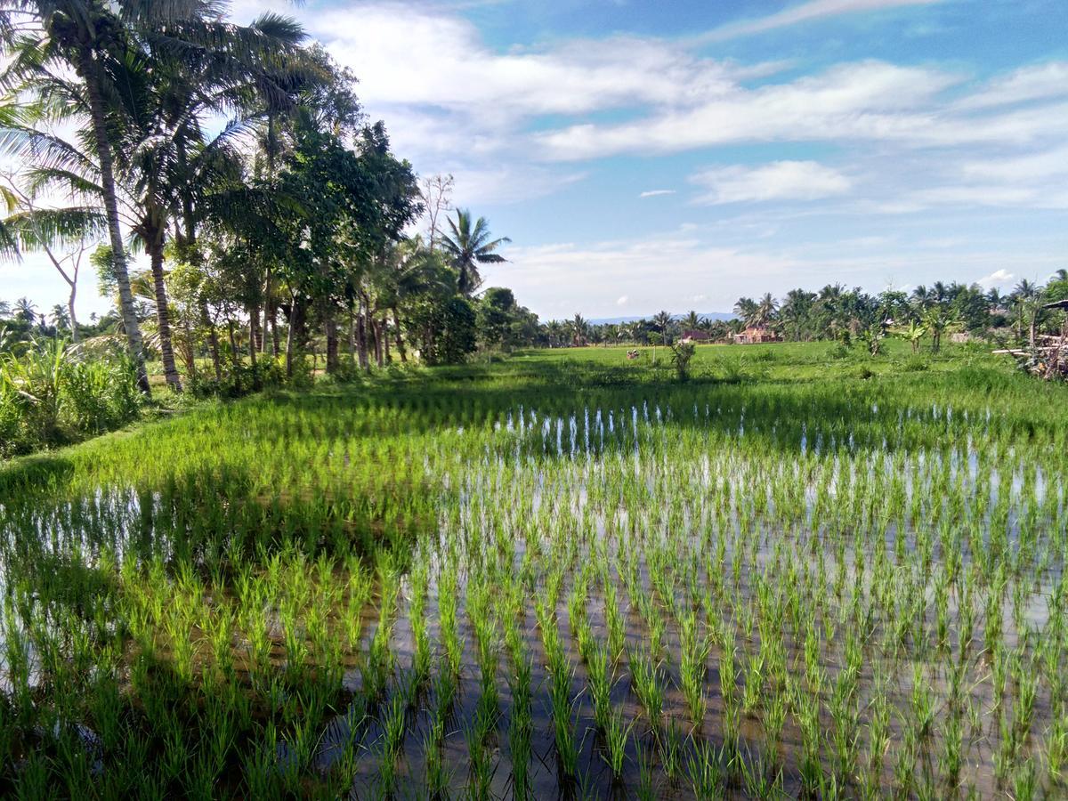 Jaya Homestay Tetebatu Bagian luar foto